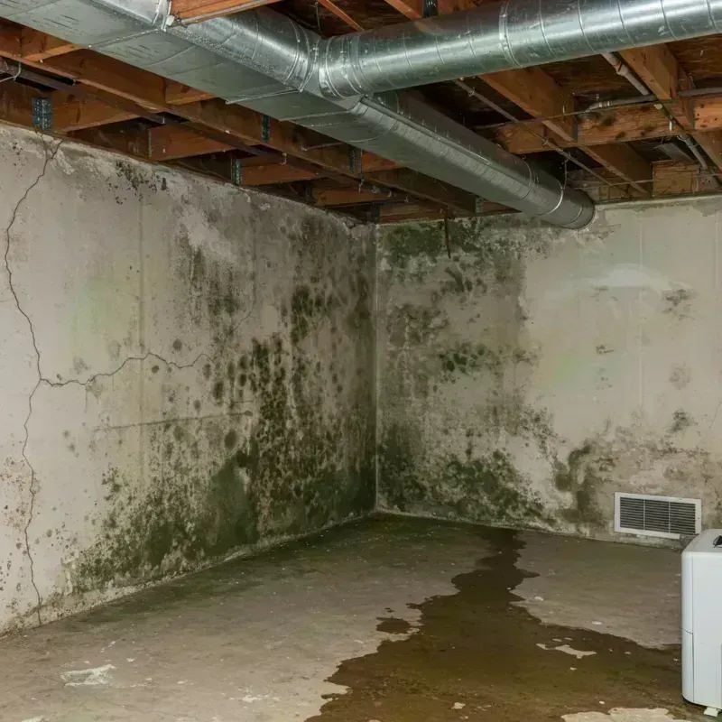 Professional Mold Removal in Girard, IL